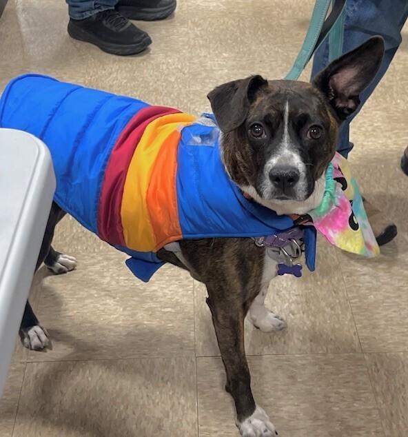 Enlarge Banjo, a Adoptable mixed breed in Washington, DC image 2/5