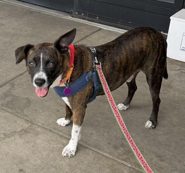 Enlarge Banjo, a Adoptable mixed breed in Washington, DC image 3/5