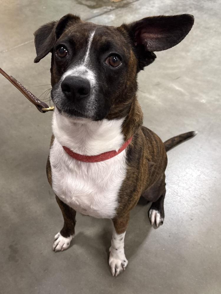 Enlarge Banjo, a Adoptable mixed breed in Washington, DC image 4/5