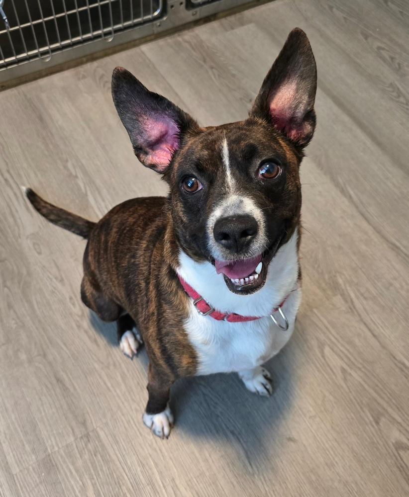 Enlarge Banjo, a Adoptable mixed breed in Washington, DC image 5/5