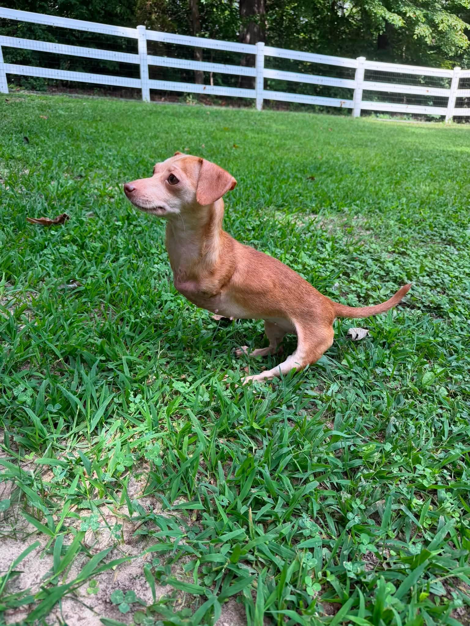 Enlarge Bunny, a ADOPTABLE mixed breed in Prince Frederick, MD image 2/5