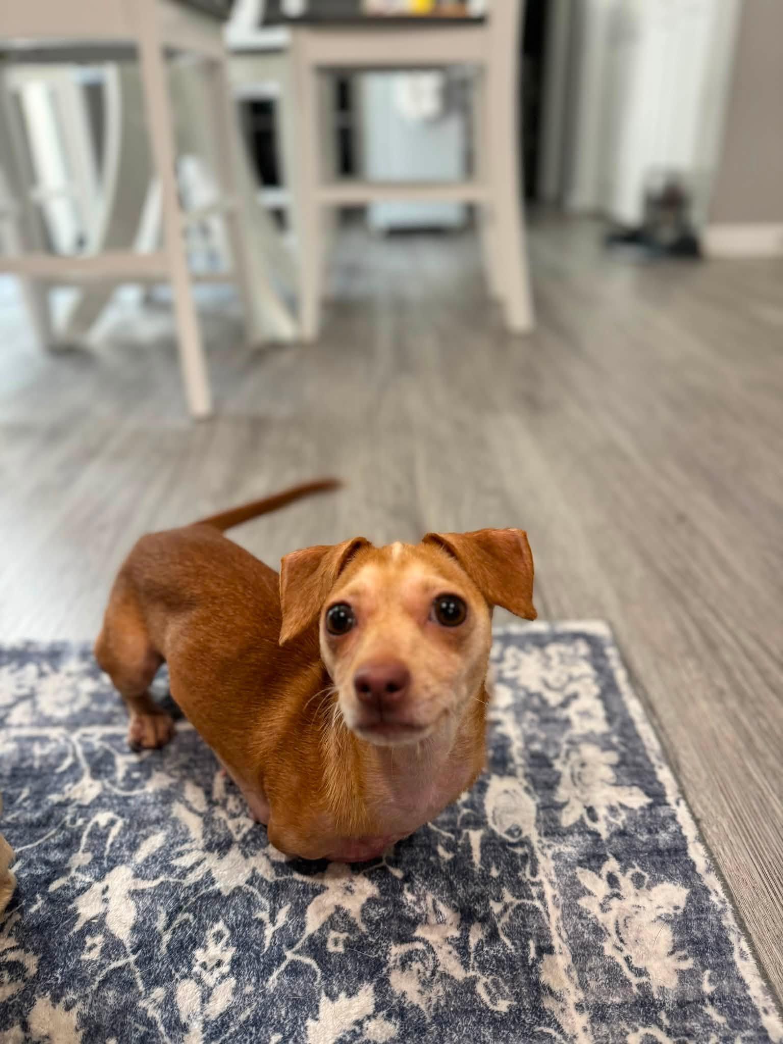 Bunny, ADOPTABLE, Adult Female Dachshund & Chihuahua.