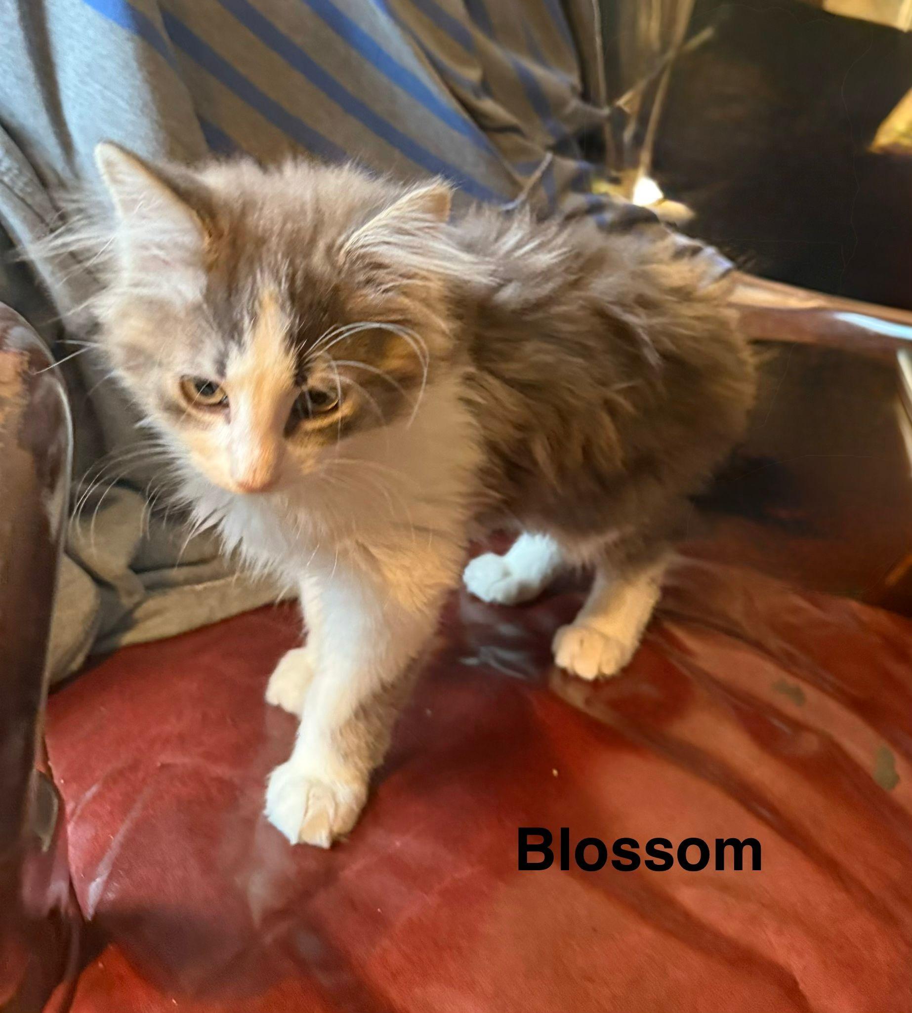 Enlarge Blossom, an adopted Domestic Medium Hair in Carneys Point, NJ image 1/1