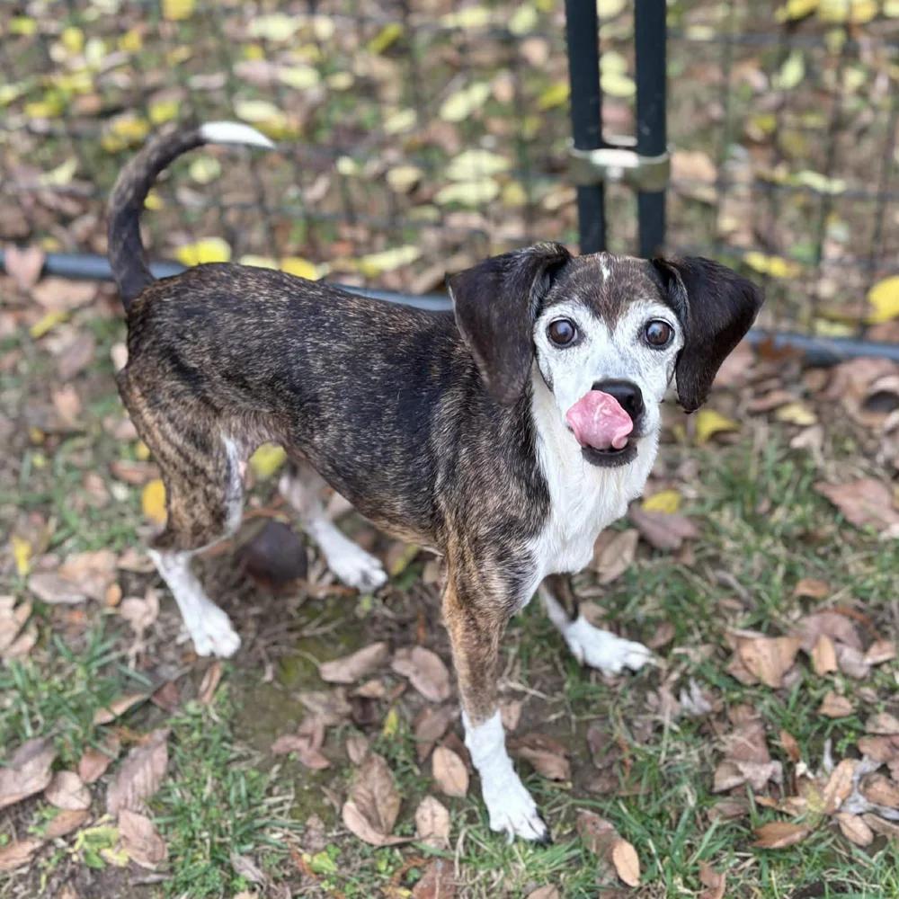 Enlarge Addy, a Adoptable mixed breed in Godfrey, IL image 1/5