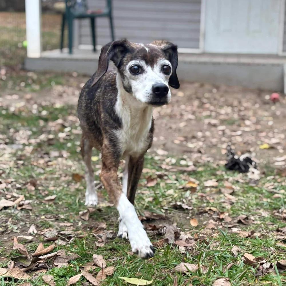 Enlarge Addy, a Adoptable mixed breed in Godfrey, IL image 4/5