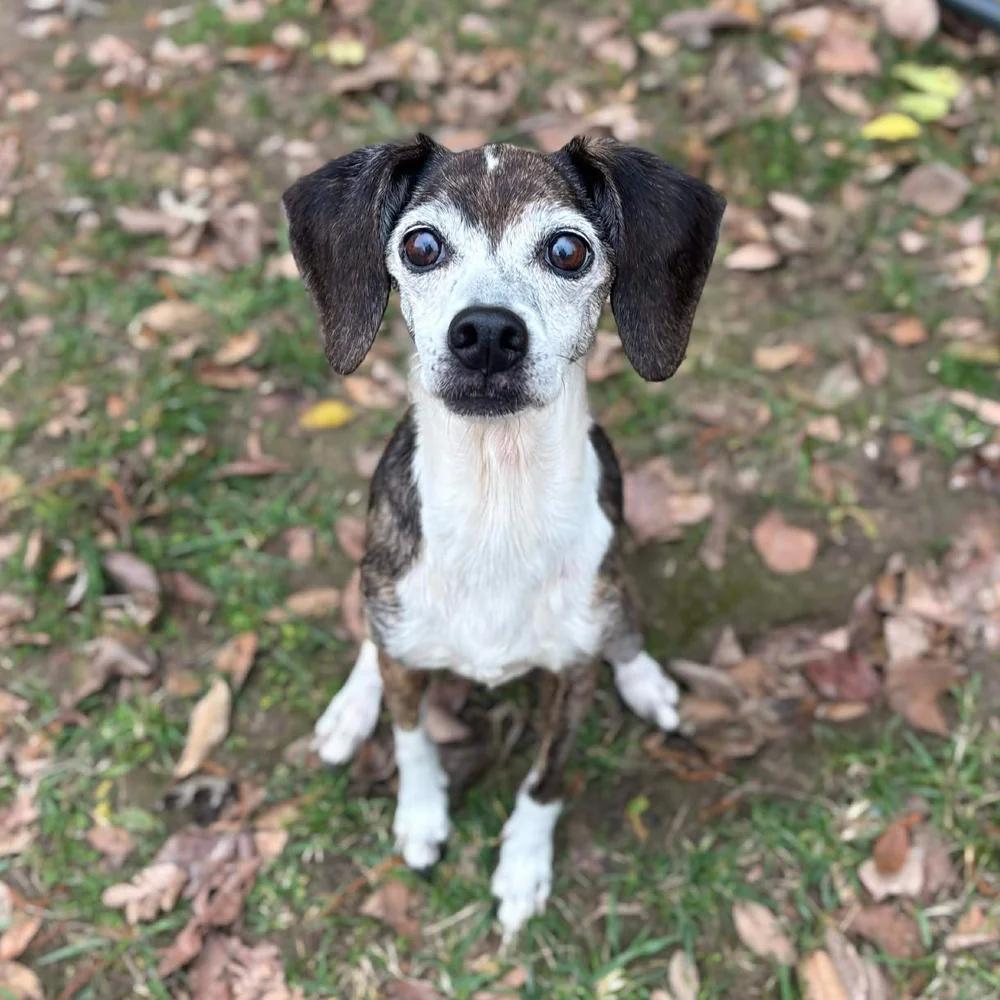 Enlarge Addy, a Adoptable mixed breed in Godfrey, IL image 5/5