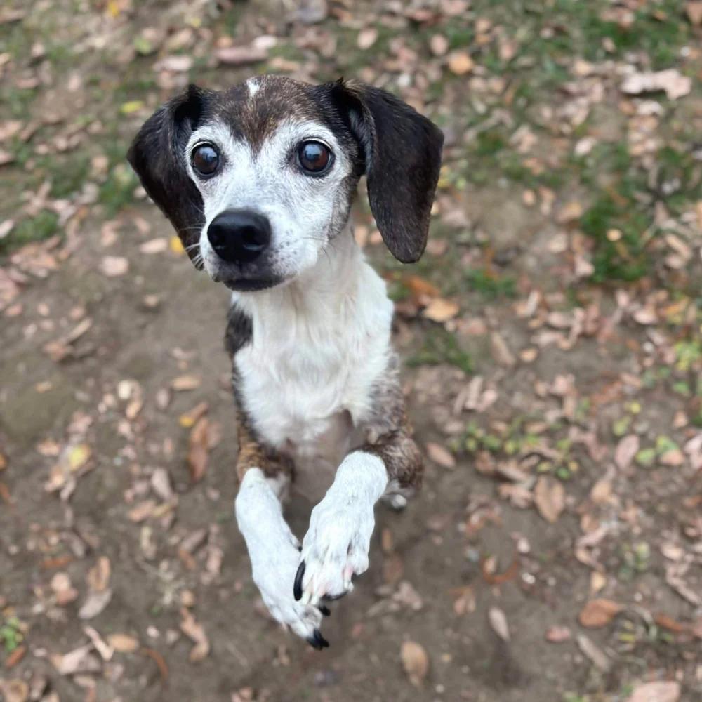 Enlarge Addy, a Adoptable mixed breed in Godfrey, IL image 3/5