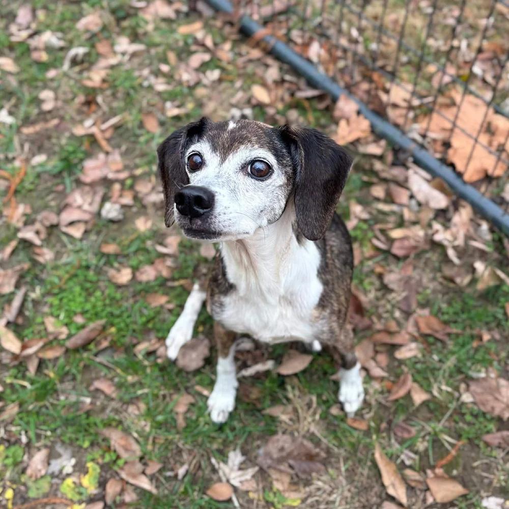 Enlarge Addy, a Adoptable mixed breed in Godfrey, IL image 2/5