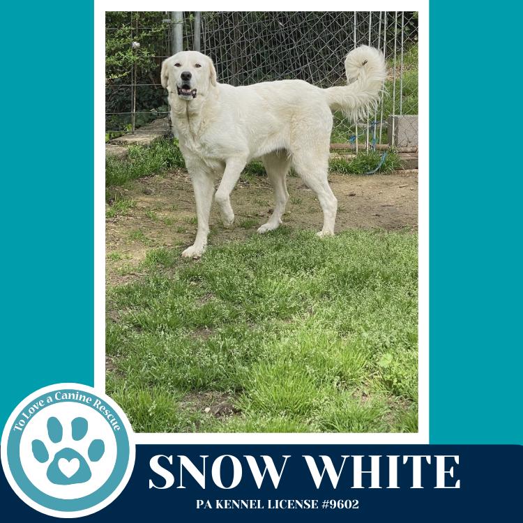 Enlarge Snow White 041826, a Adoptable mixed breed in Kimberton, PA image 1/5
