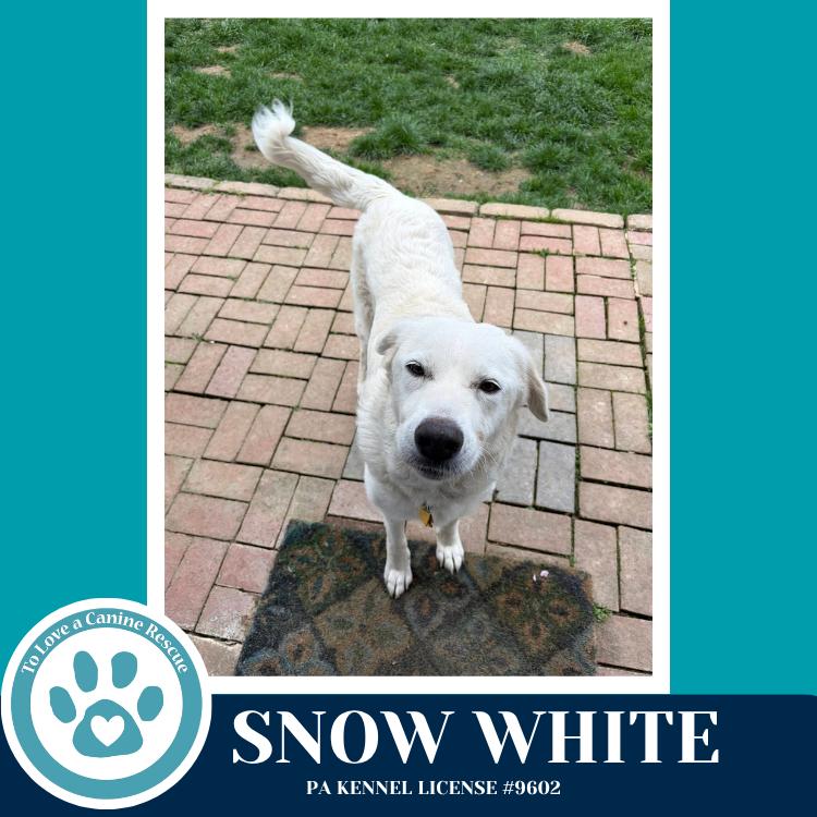 Enlarge Snow White 041826, a Adoptable mixed breed in Kimberton, PA image 2/5