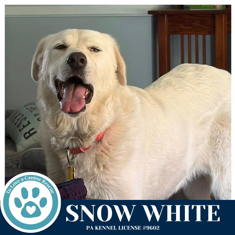 Enlarge Snow White 041826, a Adoptable mixed breed in Kimberton, PA image 3/5