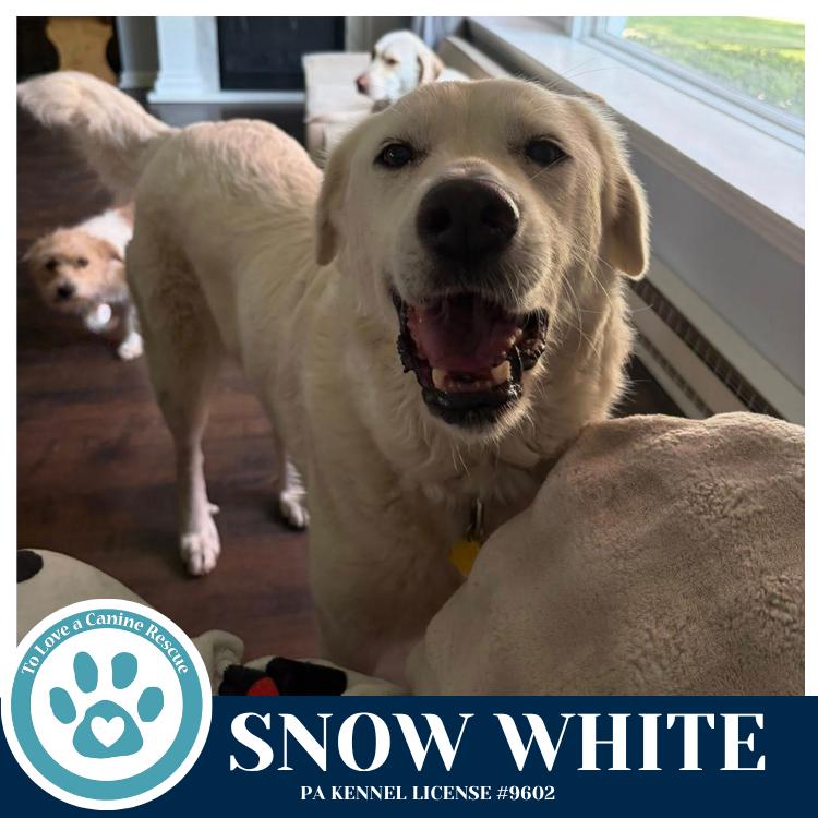 Enlarge Snow White 041826, a Adoptable mixed breed in Kimberton, PA image 4/5