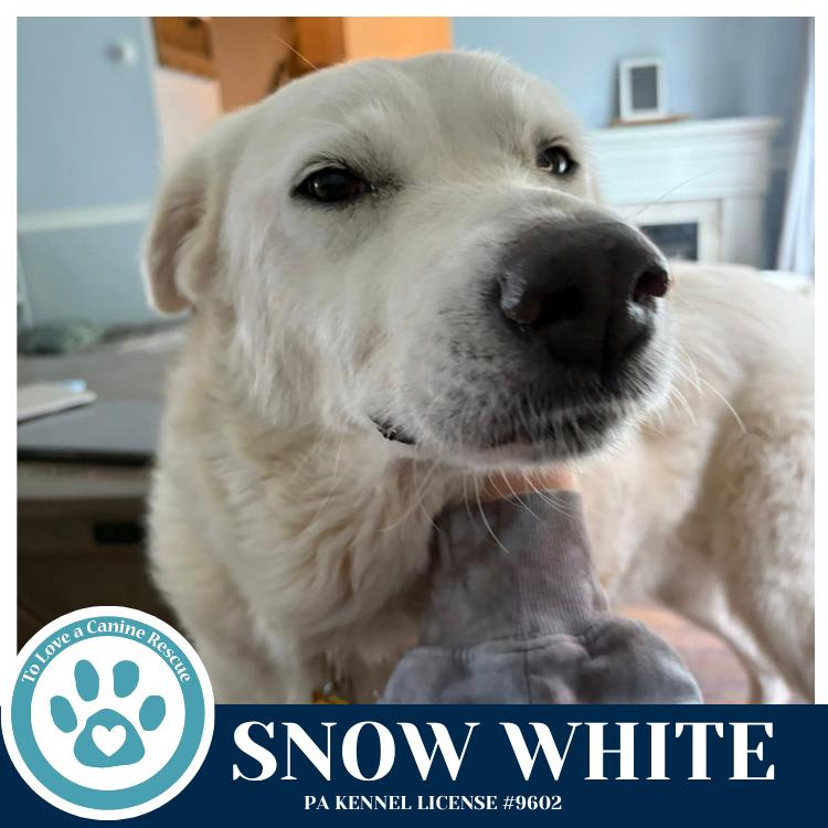 Enlarge Snow White 041826, a Adoptable mixed breed in Kimberton, PA image 5/5