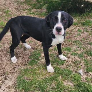 Nova, ADOPTABLE, Young Female Labrador Retriever.