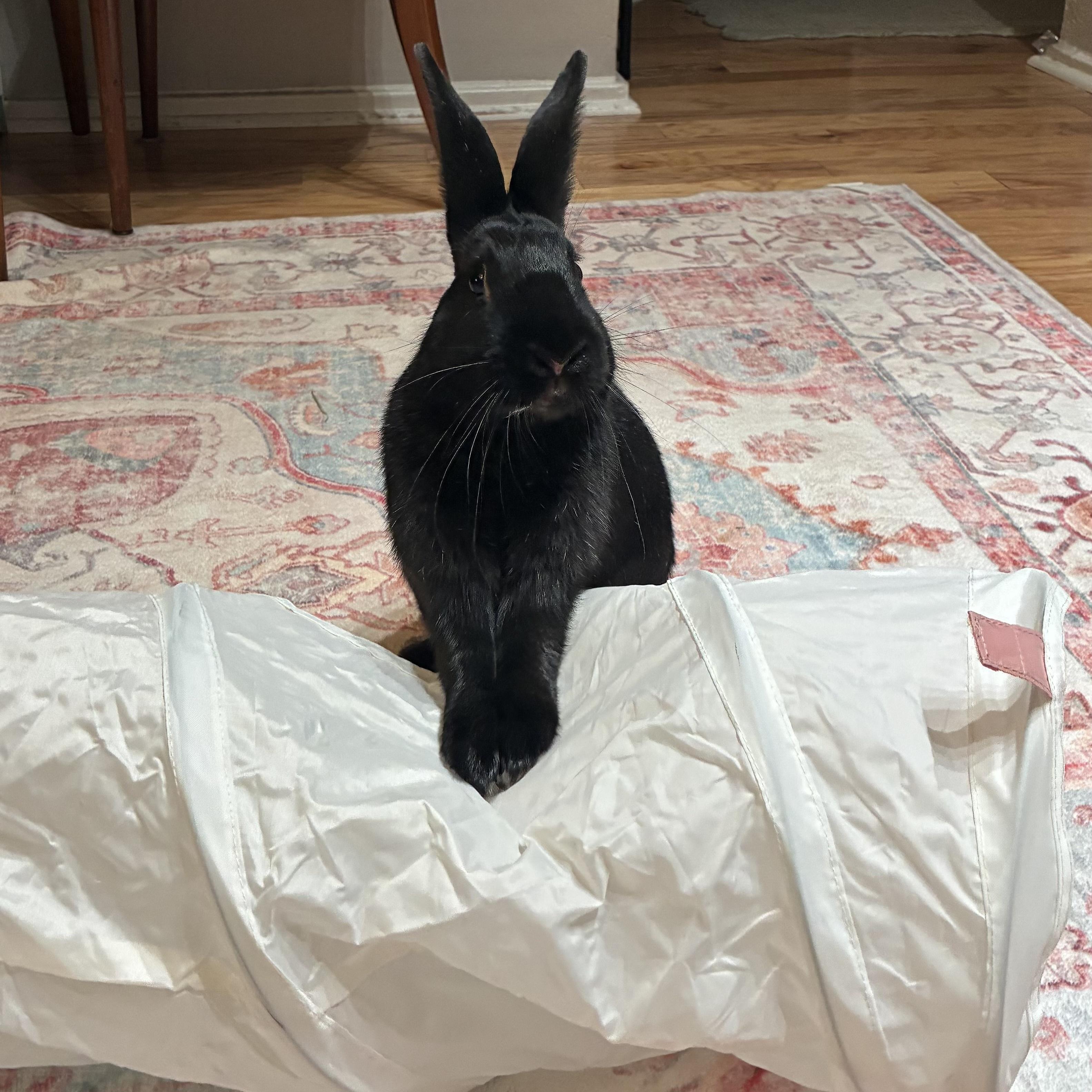 Isla, ADOPTABLE, Adult Female American.