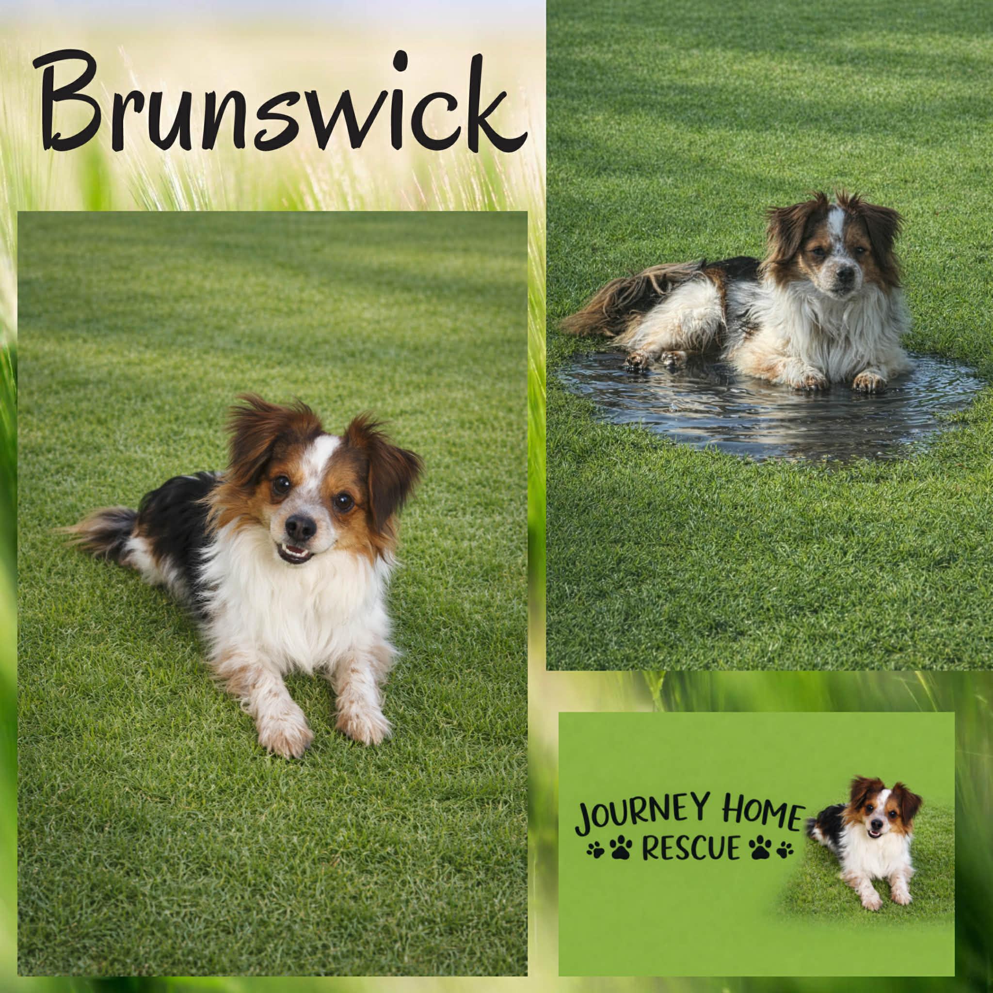 Enlarge Brunswick, an adopted mixed breed in East Wenatchee, WA image 1/1