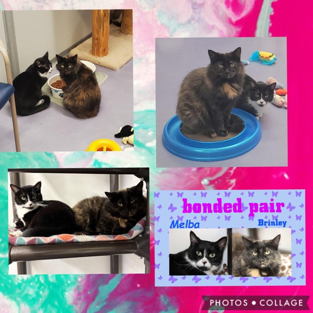 Brinley & Melba, Adoptable, Adult Female Domestic Long Hair.