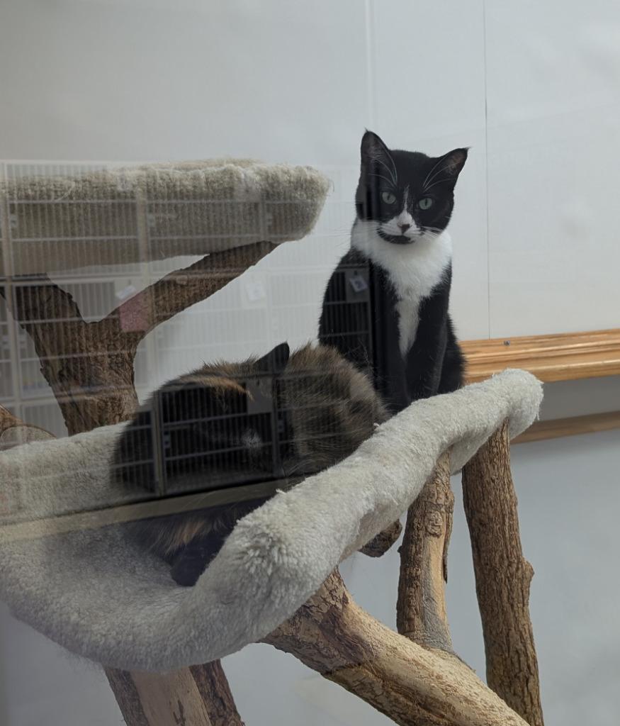 Brinley & Melba, a Adoptable mixed breed in Rockford, IL image 2/5