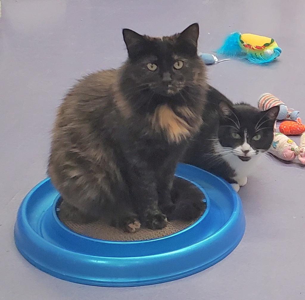 Enlarge Brinley & Melba, a Adoptable mixed breed in Rockford, IL image 4/4