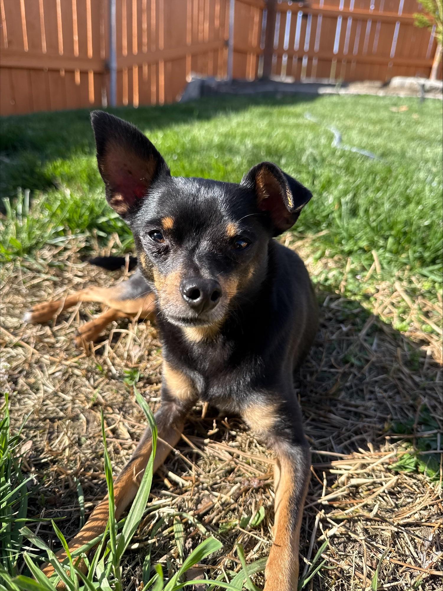 Search Dogs & Puppies for Adoption in Pasco, WA | Petfinder