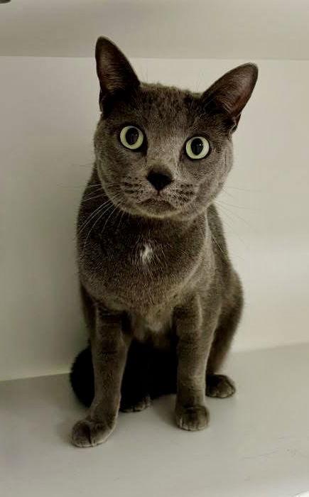 Olive Loaf, Adoptable, Adult Female Domestic Short Hair.