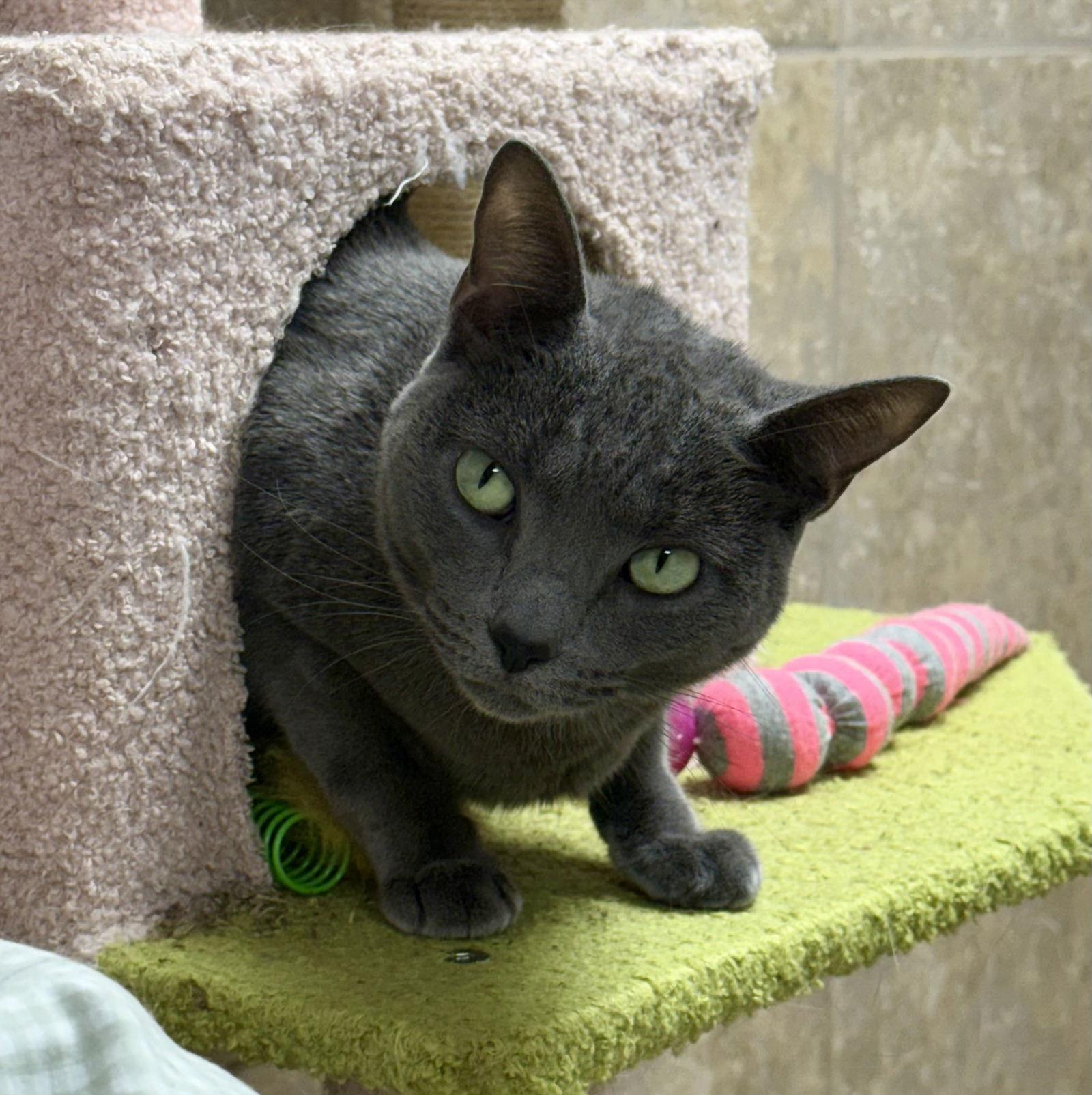 Enlarge Olive Loaf, a Adoptable Domestic Short Hair in Satellite Beach, FL image 2/2