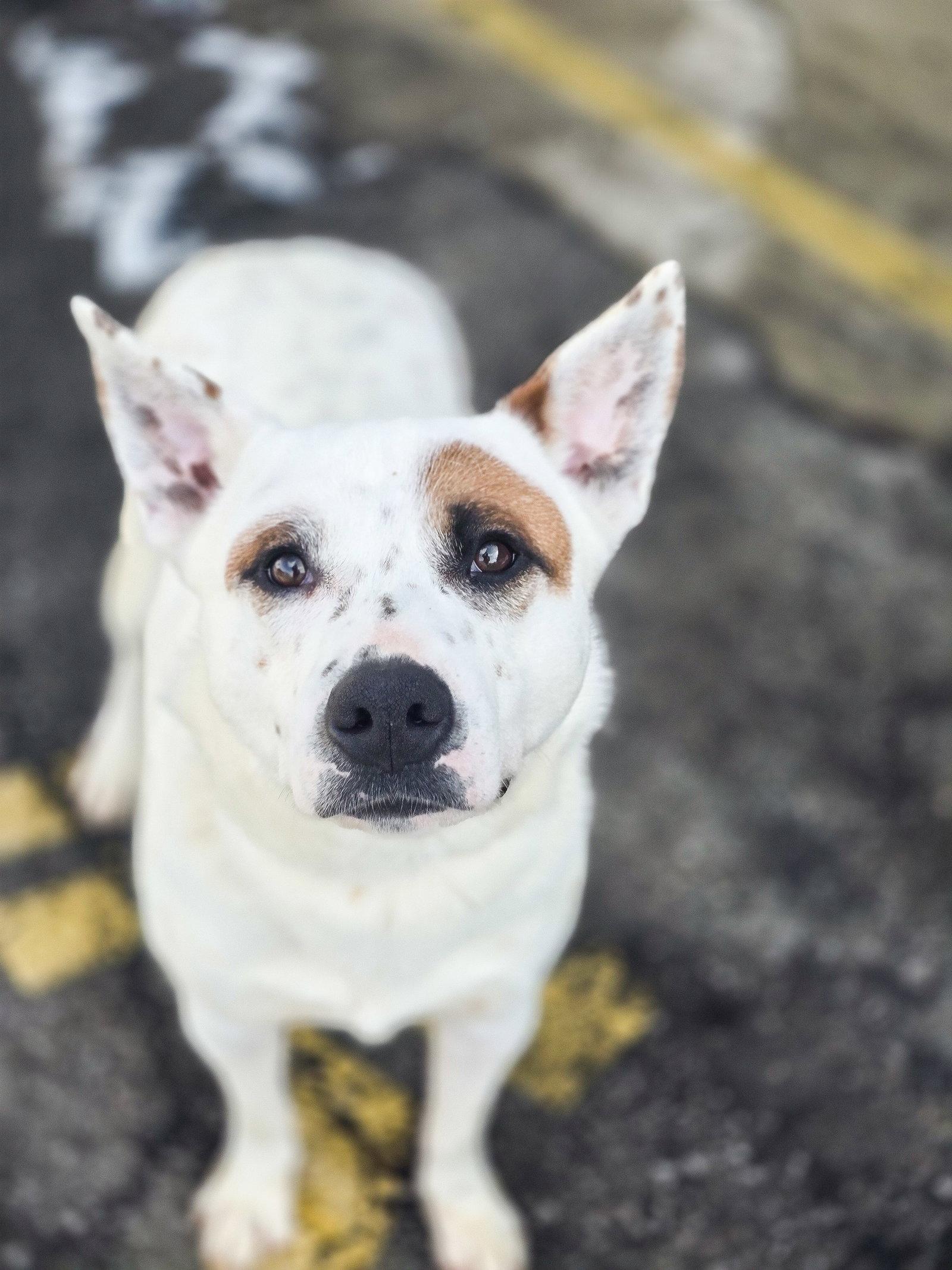 Bindo, a Adoptable mixed breed in Salt Lake City, UT image 1/3