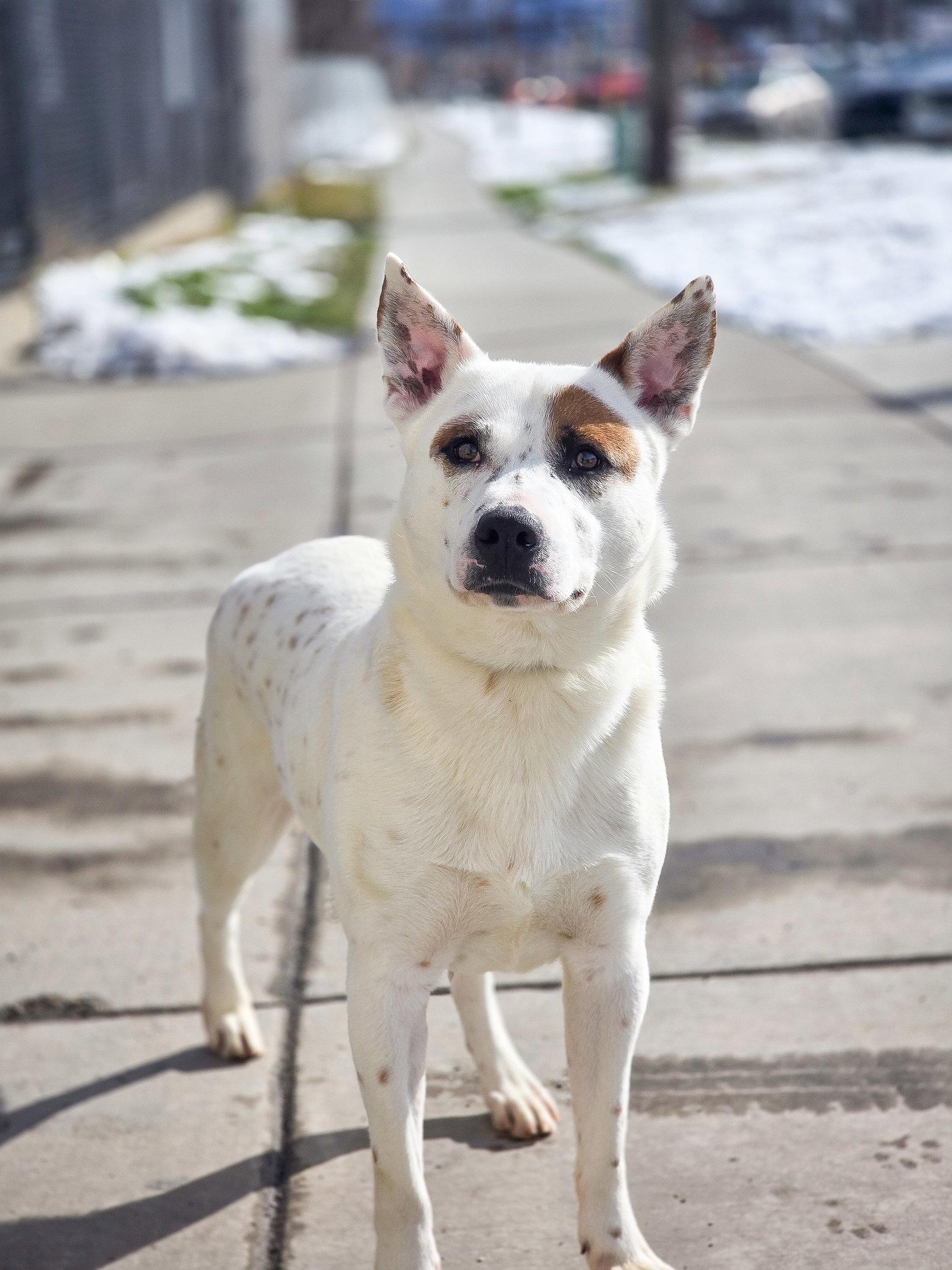 Bindo, a Adoptable mixed breed in Salt Lake City, UT image 2/3