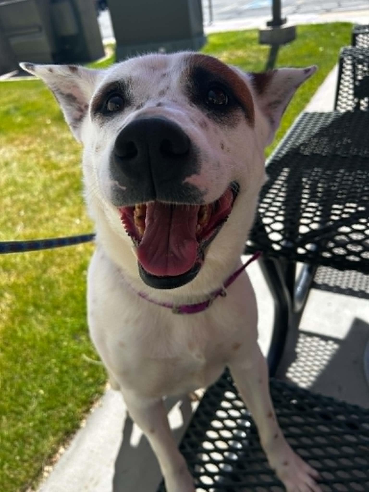 Bindo, a Adoptable mixed breed in Salt Lake City, UT image 3/3