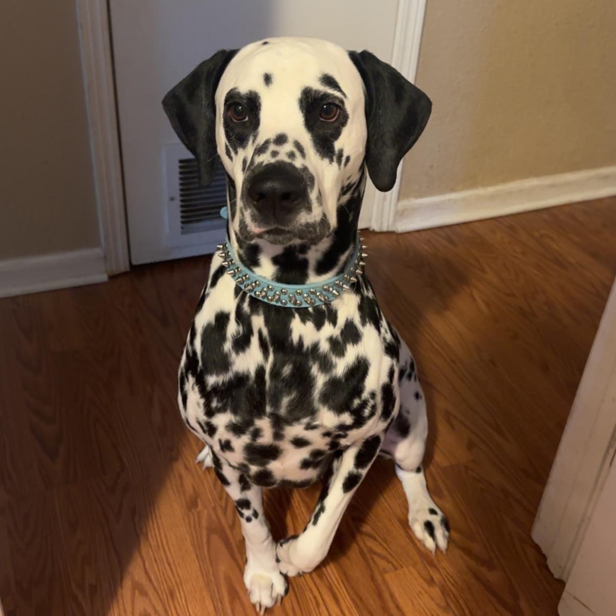 Chevy-ADOPTION PENDING, adoptable, Young Male Dalmatian.