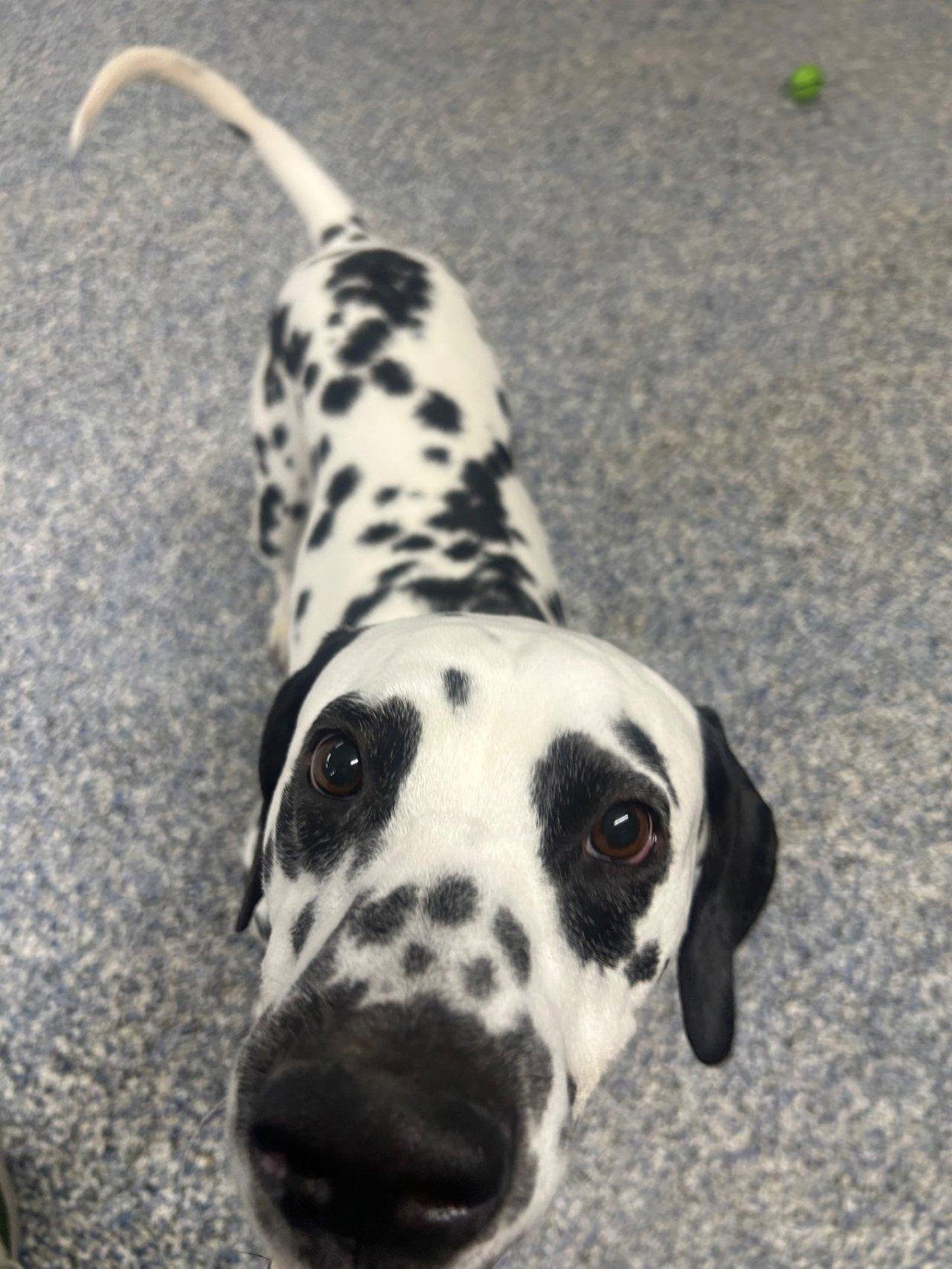 Enlarge Chevy-ADOPTION PENDING, an adoptable Dalmatian in Emporia, KS image 5/6