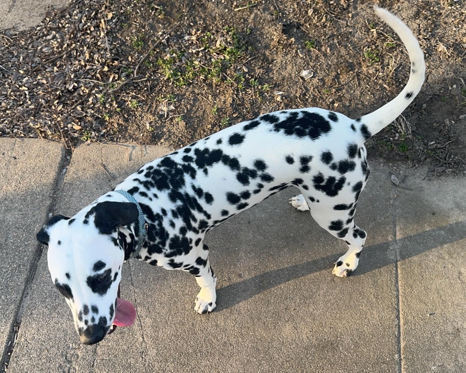 Enlarge Chevy-ADOPTION PENDING, a ADOPTABLE Dalmatian in Wichita, KS image 4/4