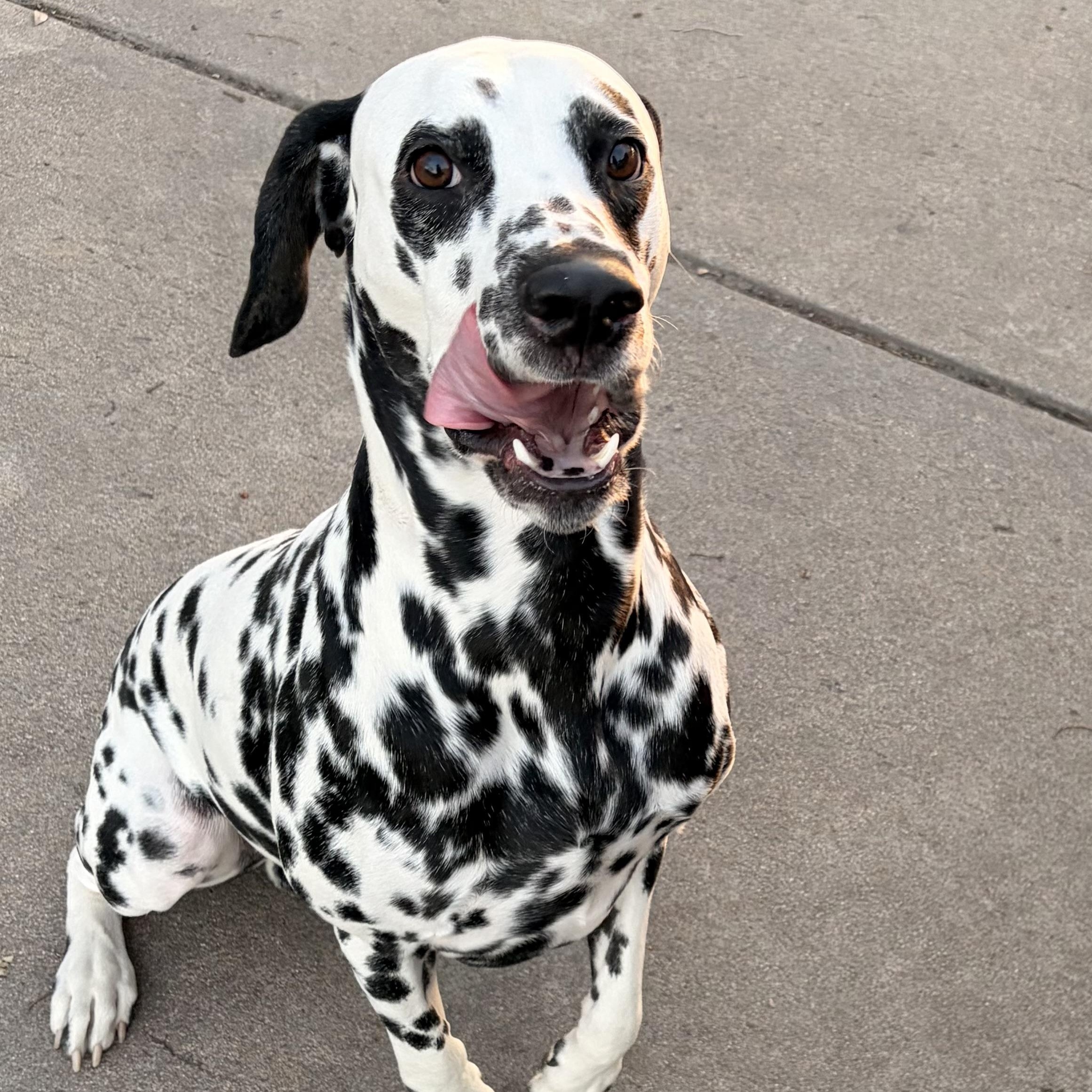 Enlarge Chevy-ADOPTION PENDING, a ADOPTABLE Dalmatian in Wichita, KS image 1/4