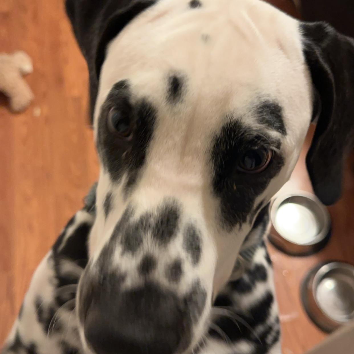 Enlarge Chevy-ADOPTION PENDING, a ADOPTABLE Dalmatian in Wichita, KS image 3/4