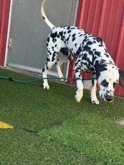 Enlarge Chevy-ADOPTION PENDING, an adoptable Dalmatian in Emporia, KS image 6/6