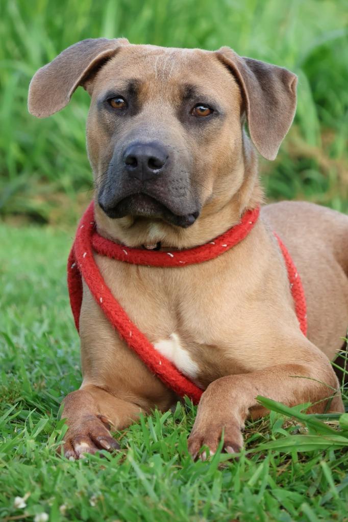 Enlarge Ike, a Adoptable mixed breed in Columbia, TN image 1/3