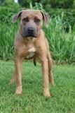 Enlarge Ike, a Adoptable mixed breed in Columbia, TN image 2/3