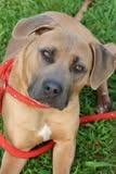 Enlarge Ike, a Adoptable mixed breed in Columbia, TN image 3/3