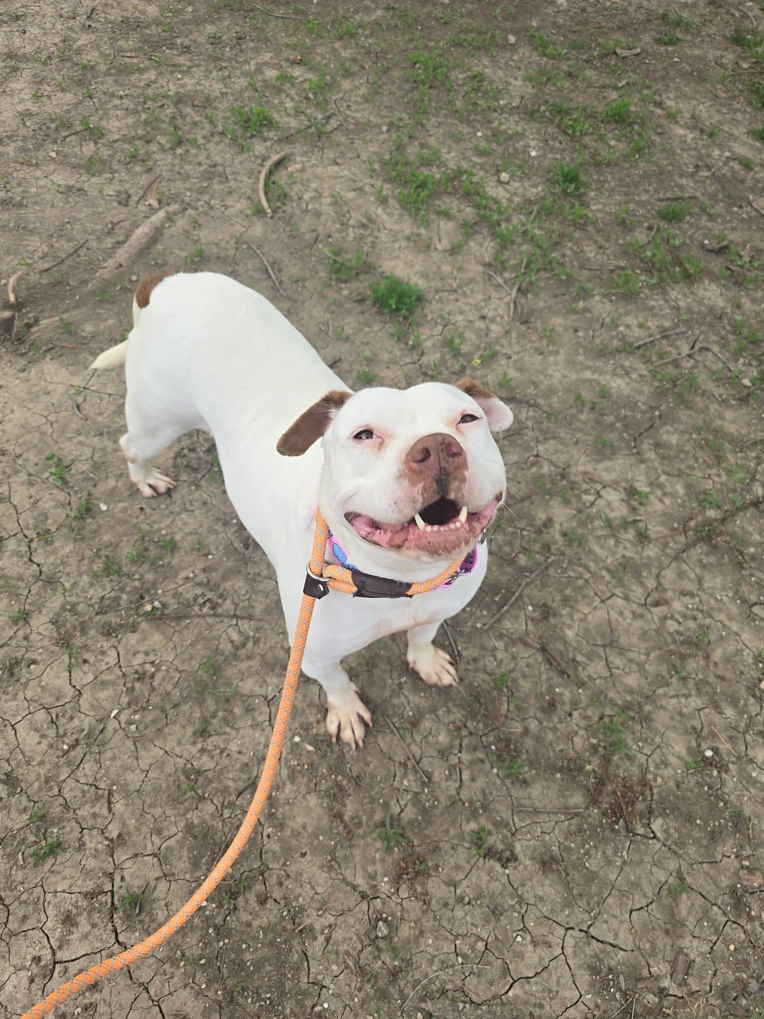 Enlarge Suzie, a ADOPTABLE American Staffordshire Terrier in East Peoria, IL image 1/6