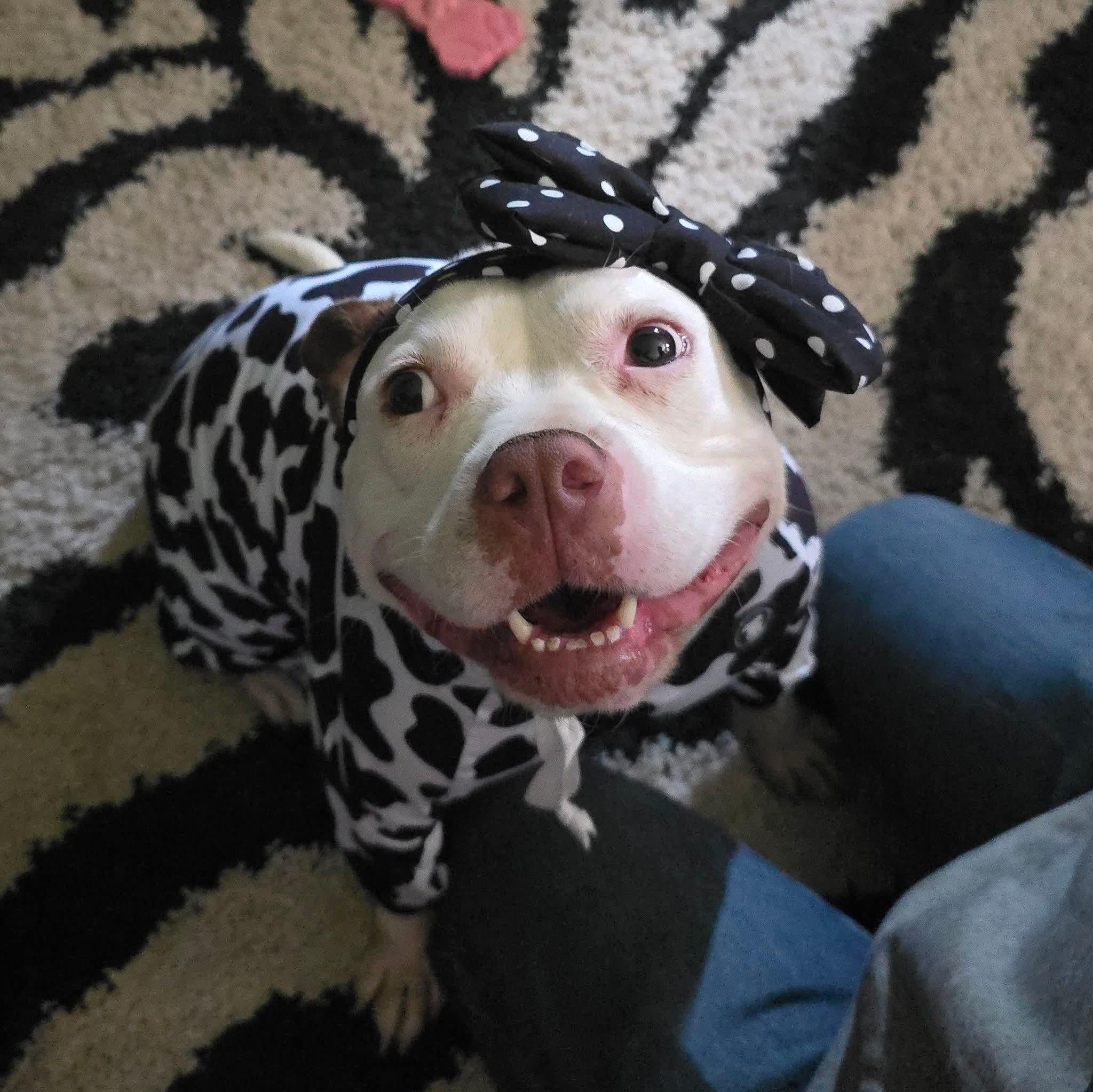 Enlarge Suzie, a ADOPTABLE American Staffordshire Terrier in East Peoria, IL image 2/6