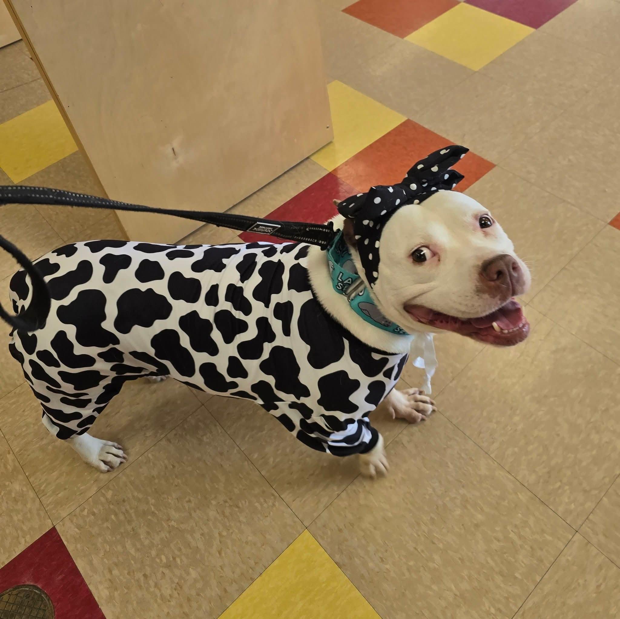 Enlarge Suzie, a ADOPTABLE American Staffordshire Terrier in East Peoria, IL image 3/6