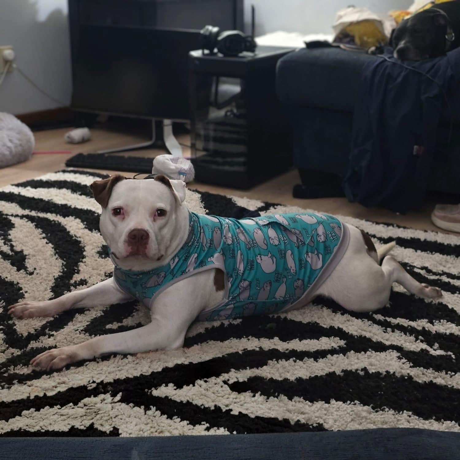 Enlarge Suzie, a ADOPTABLE American Staffordshire Terrier in East Peoria, IL image 4/6