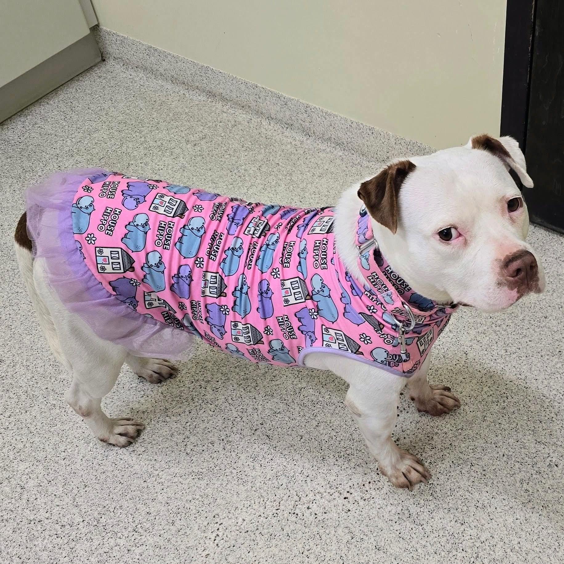 Enlarge Suzie, a ADOPTABLE American Staffordshire Terrier in East Peoria, IL image 5/6