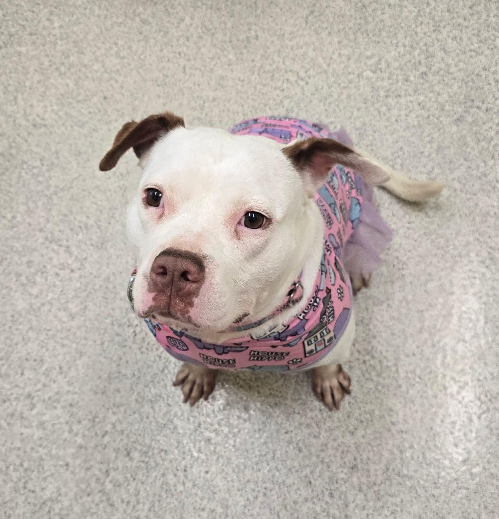Enlarge Suzie, a ADOPTABLE American Staffordshire Terrier in East Peoria, IL image 6/6