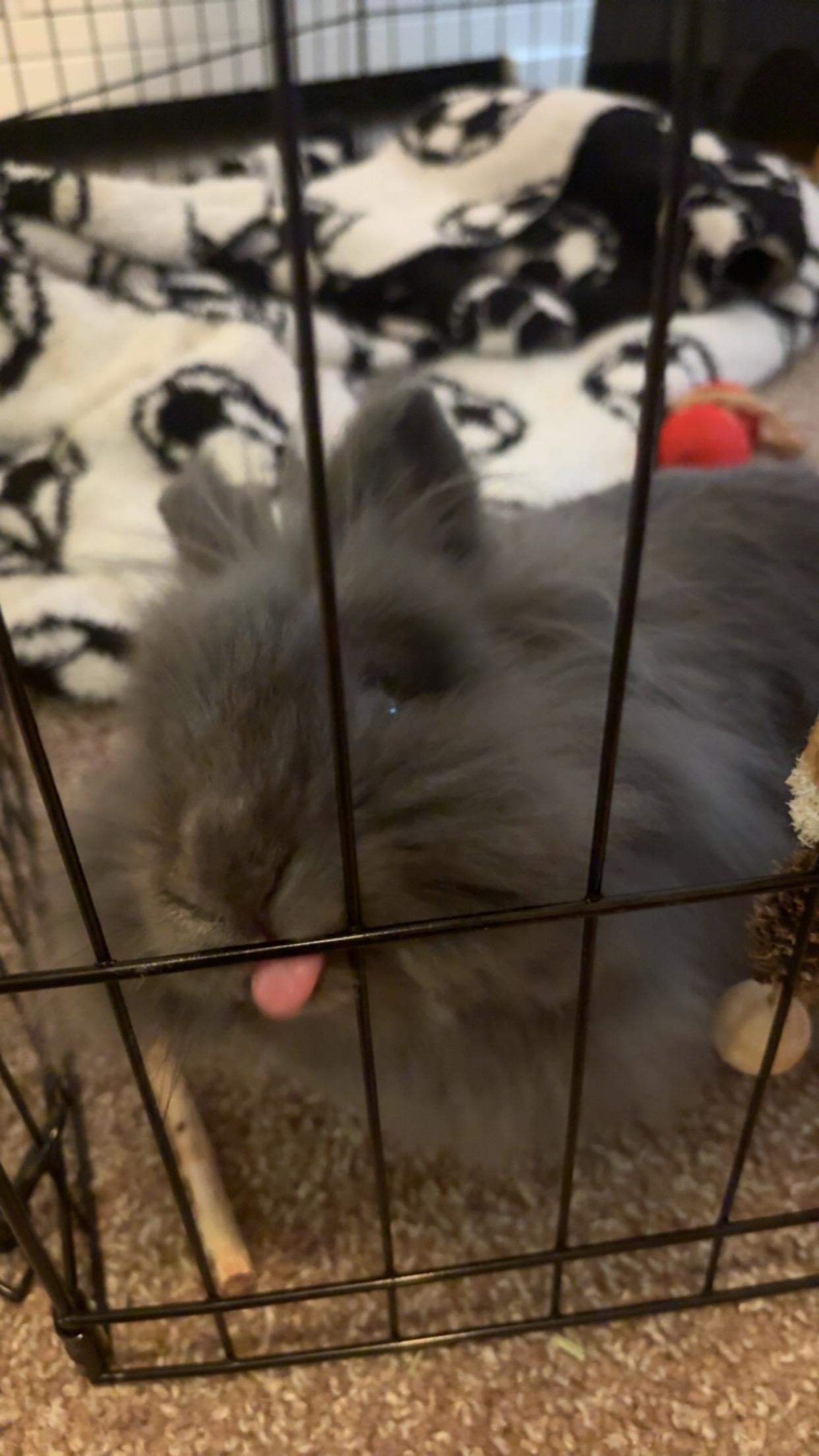 Enlarge Dusty, a Adoptable Lionhead in Alvaton, KY image 3/3