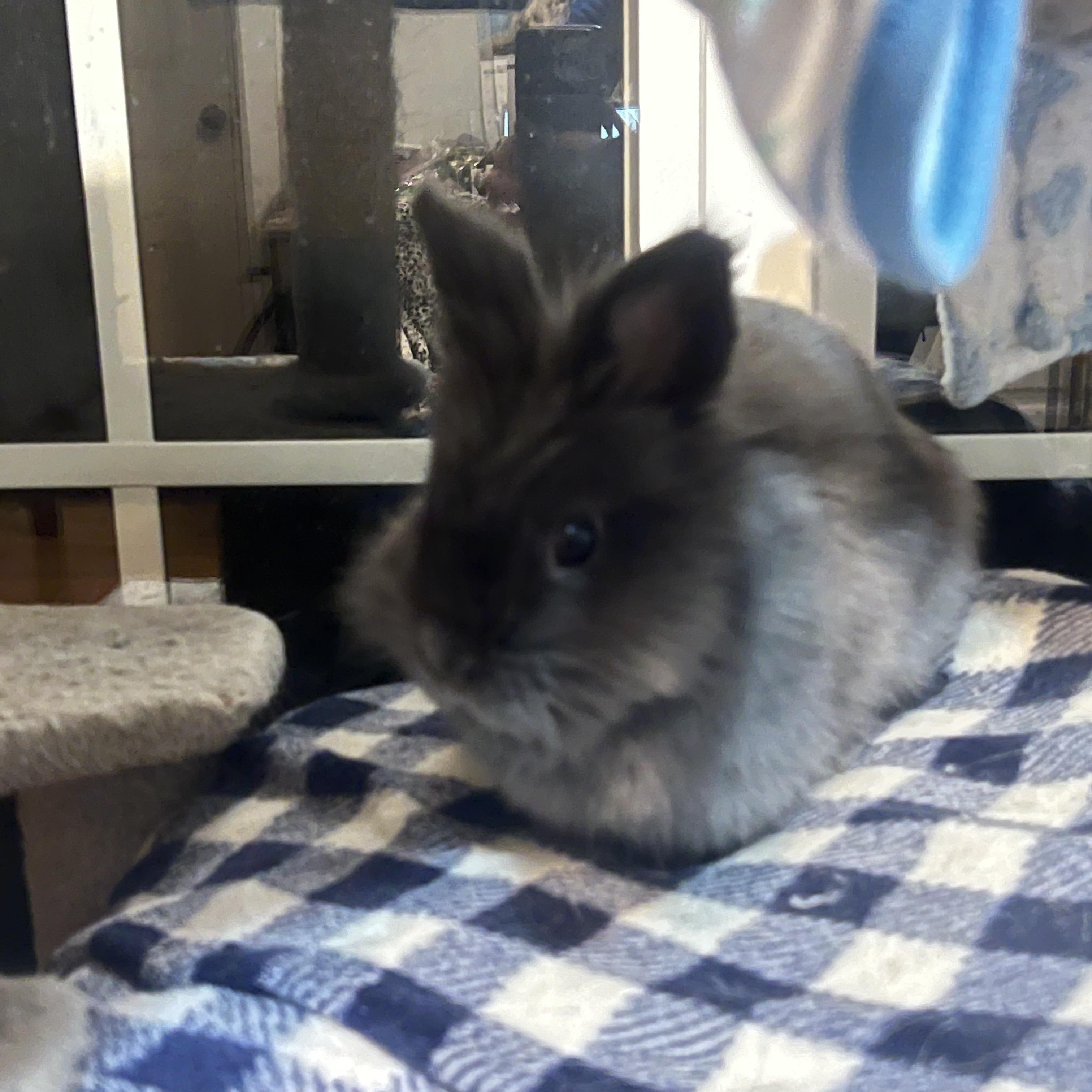 Dusty, Adoptable, Young Female Lionhead.