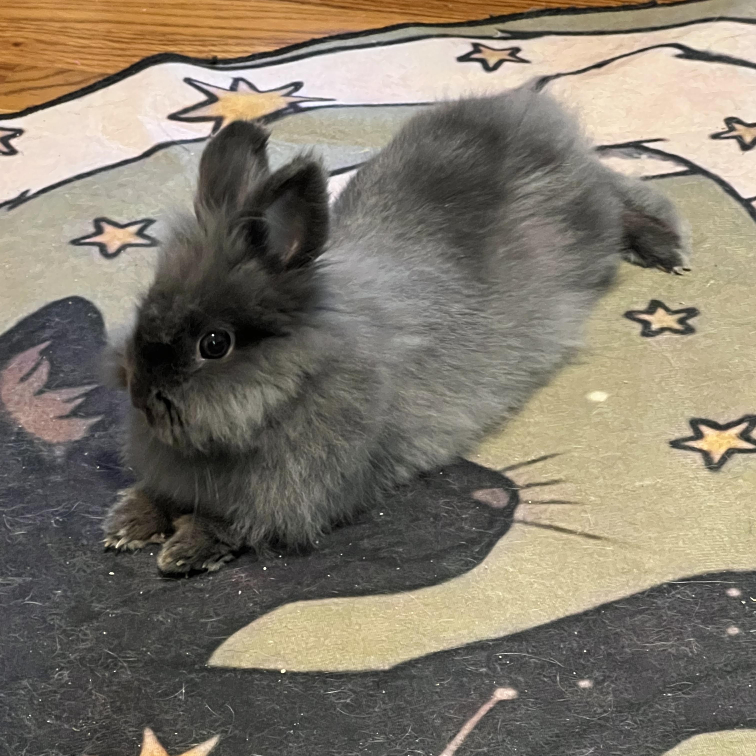 Enlarge Dusty, a Adoptable Lionhead in Alvaton, KY image 2/3