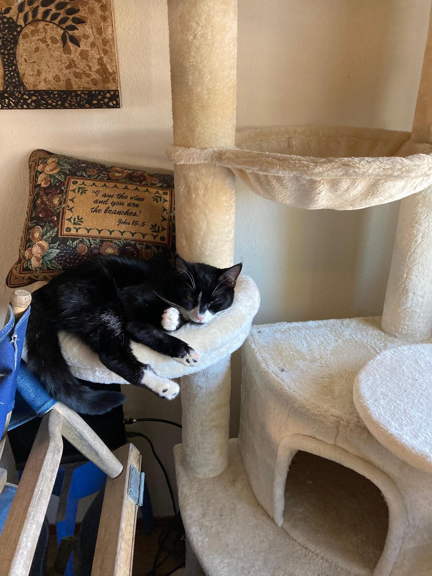 Shirley + Stanley, Adoptable, Adult Female Domestic Short Hair.