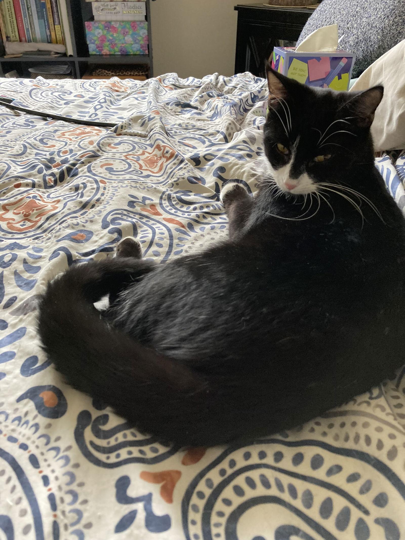 Enlarge Shirley + Stanley, a Adoptable Domestic Short Hair in Davis, CA image 2/3