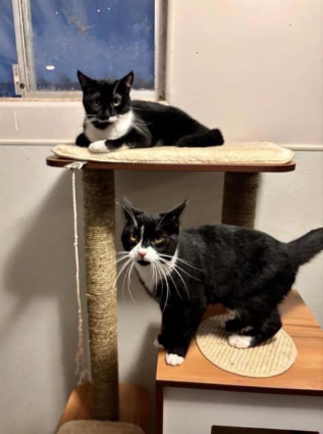 Enlarge Shirley + Stanley, a Adoptable Domestic Short Hair in Davis, CA image 3/3